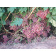 Новейшие устойчивые сорта винограда оптом и в розницу