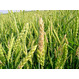 Пшеница, зерно, ячмень Урожай 10000 тысяч тон 2020-2021 года
