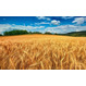 Пшеница, зерно, ячмень Урожай 10000 тысяч тон 2020-2021 года