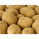 Семенной картофель из Беларуси в Волгограде