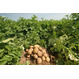    Продаётся семенной картофель урожая 2022 г. оптом от производителя