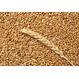  Семена озимой пшеницы,ячменя,тритикале