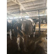 Мясокомбинат закупает коров выбраковку на убой