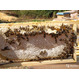 Пчеломатки Карпатской породы и Карника 2022
