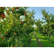 САД на участке 1,87 га. Плодоносящий сад: персик и черешня.