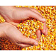 Желтая кукуруза корм для животных 
