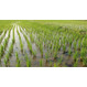 Рисовая система 614 гектар