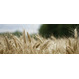 Семена пшеницы озимой  : Граф, Степь, Веха, Сварог