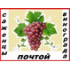 Саженцы винограда от производителя-почтой