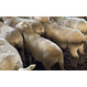 Овцы суягные Иль-де-Франс