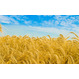 Пшеница 5 класс, протеин 10,5