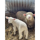 Иль-де-Франс - мясная порода овец племенные и помесные