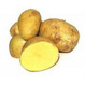 Картофель для посева сорт Венди 1 размножение