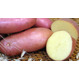 Сорт картофеля Манифест 2 репродукции
