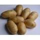Картофель семенной Примадонна 1 репродукции
