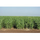 Семена суданской травы сорт "Краснодарская 75"
