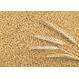 Семена яровой пшеницы Одета РС1, устойчива к болезням, полеганию.