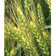 Продаю семена озимой пшеницы сорта Акапелла Арсенал Багира