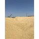 Ячмень фуражный от 5000 тонн (Казахстан)