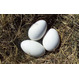 Инкубационное яйцо утка Агидель, гусь Итальянский белый, Крупный серый.