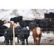 Продажа бычков на откорм: Казахстан, Узбекистан, Армения, Азербайджан
