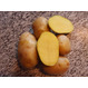 Семенной картофель Импала