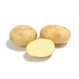 Продаем картофель сорт Коломбо-РС1 от 20т.