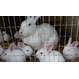 Продаются оптом кролики трех пород, 120 голов, возраст 1-2 месяца