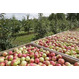 Продается яблонево-сливовый сад