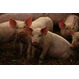 Свиньи на доращивание 40-60 кг купить в Димитровграде