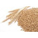 Продам пшеницу фуражную 5-го класса. ГОСТ Р 54078-2010 оптом в Екатеринбурге