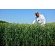 Семена озимой пшеницы «Тимирязевка 150» от производителя
