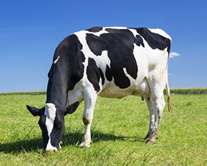 Чем кормить корову чтобы было больше молока: выбор продуктов и корма