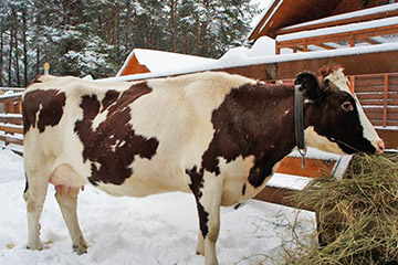 Как повысить жирность молока у коровы