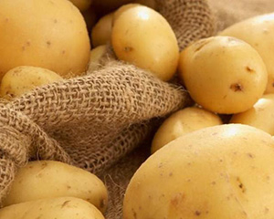 Как сохранить картофель до весны. Фото картофель