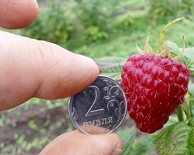 С системой капельного орошения увеличивается не только урожайность малины, но и размеры ягод