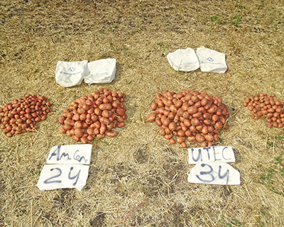 Фото 2: Карбамид ЮТЕК увеличил выход товарной фракции картофеля на 13,5%