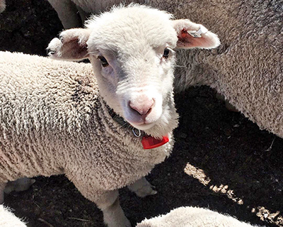 «Умный пастух» SmartShepherd собирает данные о генетическом потенциале овцы