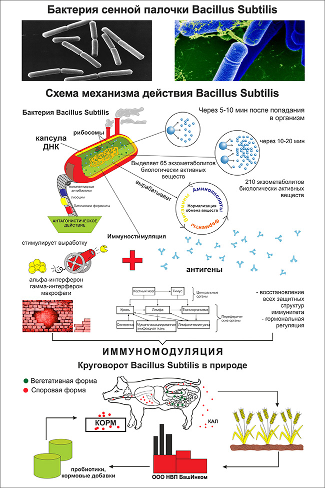 Механизм действия бактерий B. Subtilis в желудочно-кишечном тракте животных, птиц и рыб
