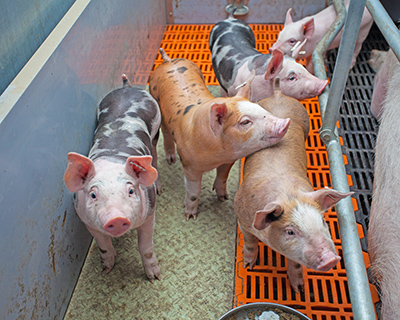 Предприятие свиноводства Шуваловао