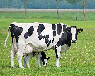 Голштинская порода – лучшая в производстве молока