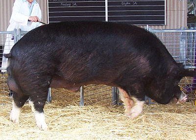 Беркширская порода свиней дает хорошее красное мясо