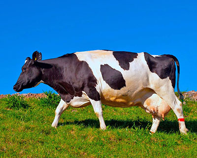 Чёрнопестрая порода коров улучшена при помощи голштинизации