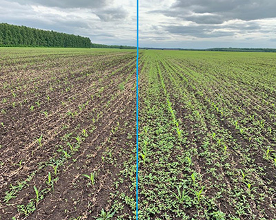 Фото участка, обработанного гербицидом Грасс, КС (Слева) и участок без обработки (Справа) (02.06.2020 г)