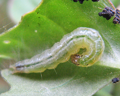 Гусеница лугового мотылька (фото автора)