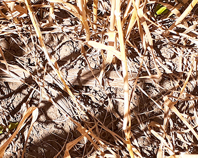 Междурядье: о сильной засухе можно судить даже по внешнему виду почвы.