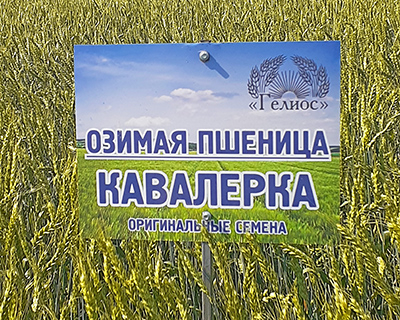 Один из опытов поставили в Ростовской области в семеноводческом хозяйстве «Гелиос», отличающемся высокой культурой земледелия.