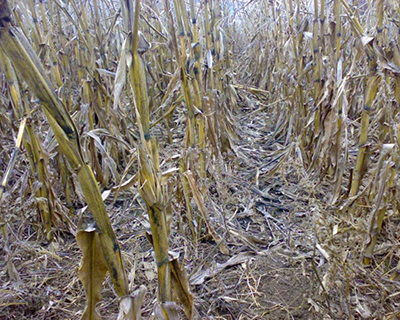 Декабрь, а кукуруза еще в поле