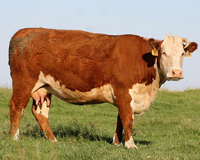 Корова герефордской породы