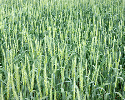 Пшеница яровая сорта Омская 36